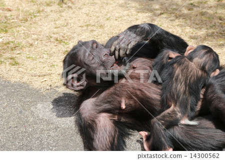 Parent and child of chimpanzee 14300562