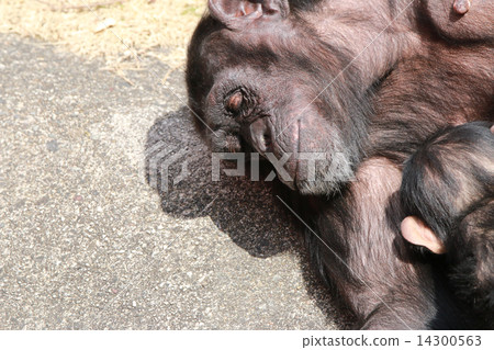 黑猩猩 黑猩猩 14300563