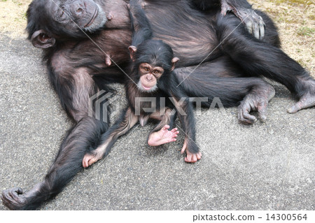 Parent and child of chimpanzee Parent and child of chimpanzee 14300564