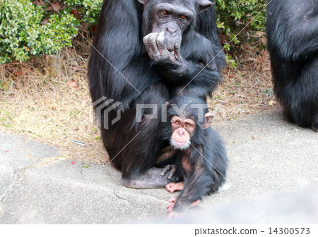 Parent and child of chimpanzee 14300573