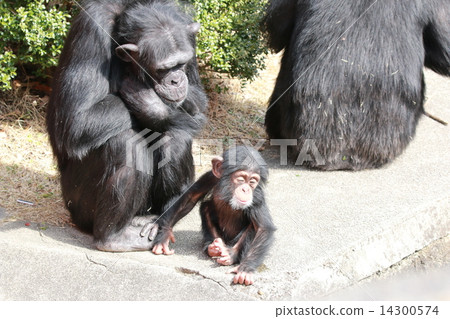Parent and child of chimpanzee Parent and child of chimpanzee 14300574