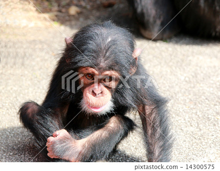 Chimpanzee baby 14300575