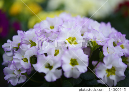 Primula Accoris Primula Accoris 14300645