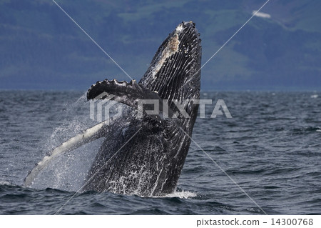 Humpback whale Humpback whale 14300768