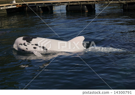 Hanagonddow 14300791