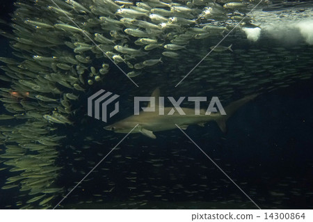 煙熏鯊魚 14300864