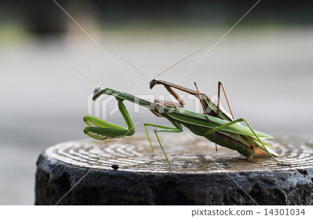 Mantis mating 14301034