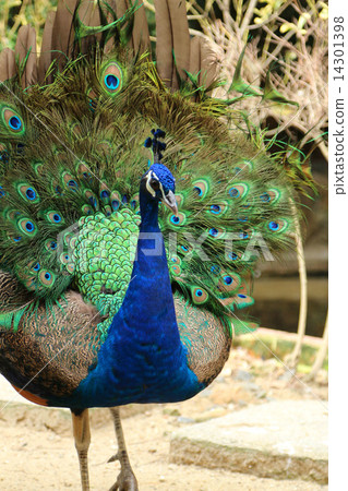Peacock 14301398