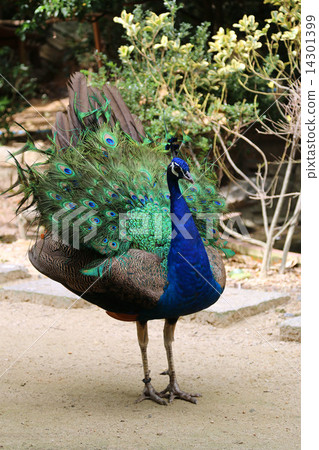 Peacock 14301399