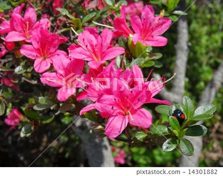 開花的杜鵑花 14301882