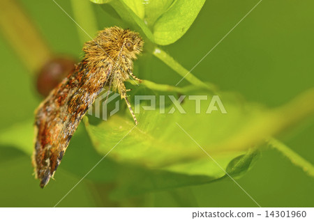 moth in forest moth in forest 14301960
