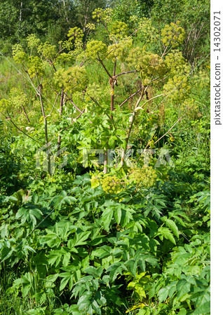 Medicinal plant 14302071