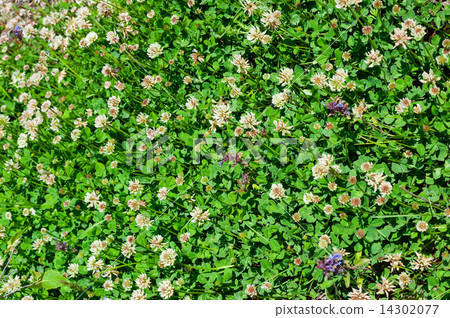 Medicinal plant Medicinal plant 14302077