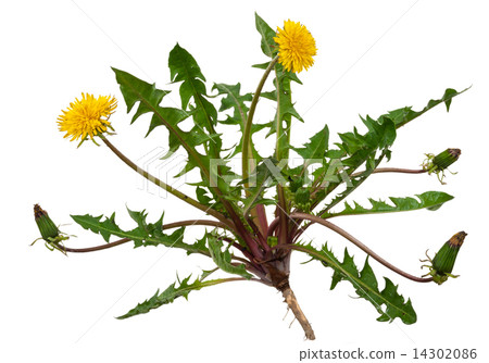 Medicinal plant 14302086