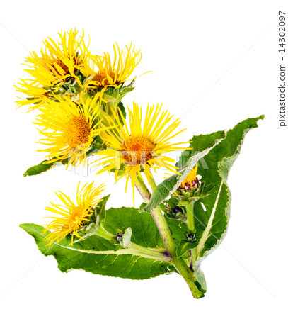 Medicinal plant. Elecampane (Inula helenium) Medicinal plant. Elecampane (Inula helenium) 14302097