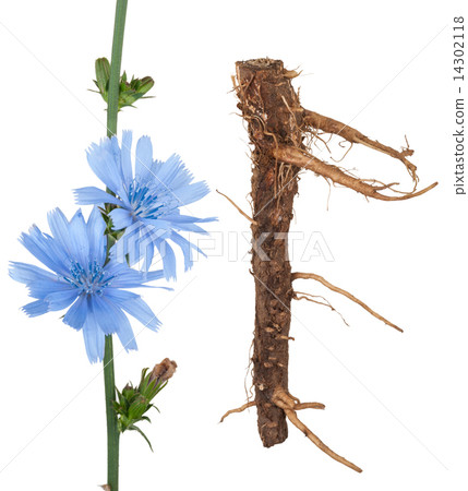 Medicinal plant Medicinal plant 14302118