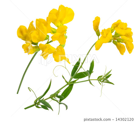 Medicinal plant 14302120