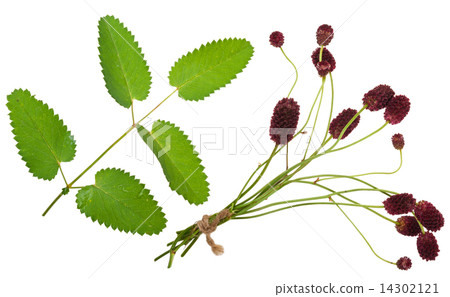 Medicinal plant Medicinal plant 14302121