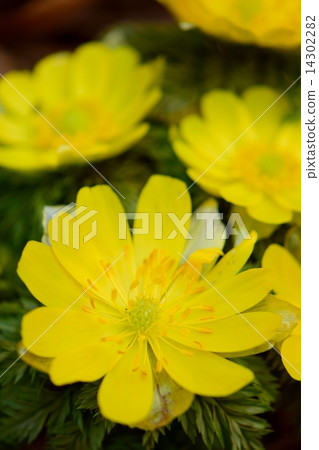 Fukuge of early spring 14302282