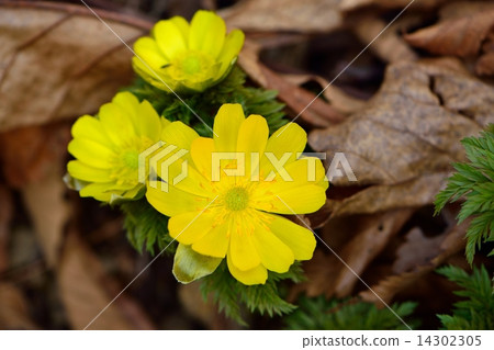 Fukuge of early spring Fukuge of early spring 14302305