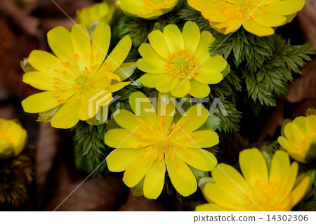 Fukuge of early spring 14302306