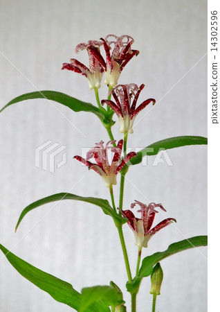 Beautiful purple Taiwan Hototogisu Beautiful purple Taiwan Hototogisu 14302596