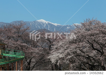Cherry blossoms in Minamishinju Cherry blossoms in Minamishinju 14302662