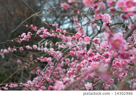 哭泣的梅花盛開的粉紅色 14302986