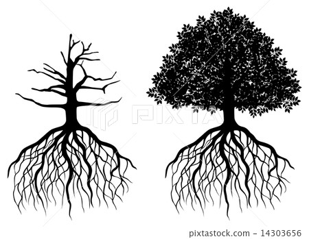 Isolated tree with roots Isolated tree with roots 14303656