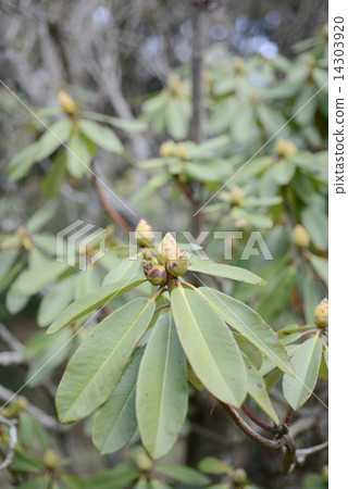Bud of rhododendron 14303920