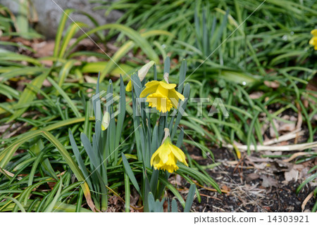 Trumpet daffodil 14303921