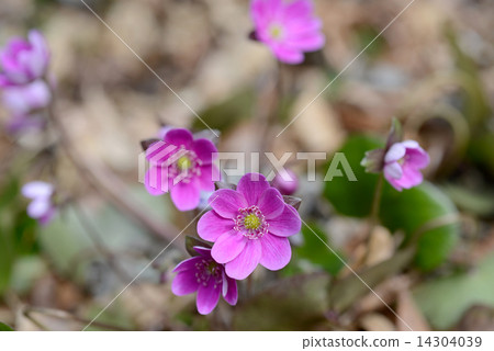 Yukiwarisou 14304039