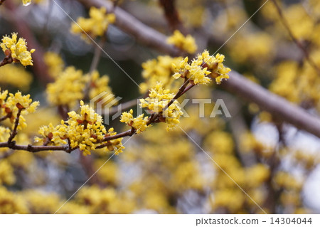 山枳殼 山枳殼 14304044