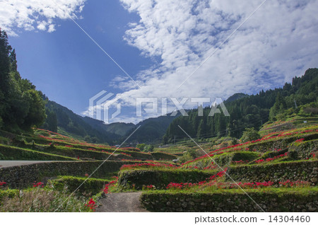 Melted rice terrace 14304460
