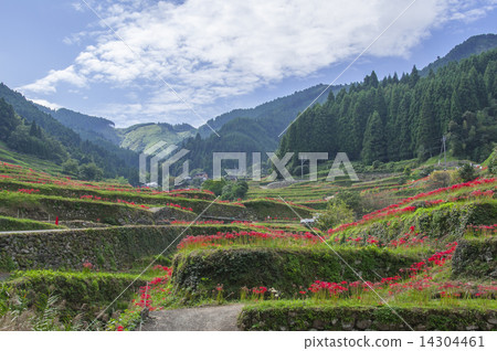 Melted rice terrace 14304461