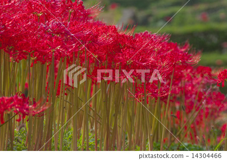 Melted rice terrace 14304466