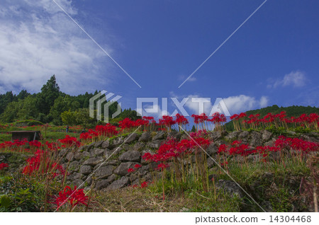 Melted rice terrace 14304468