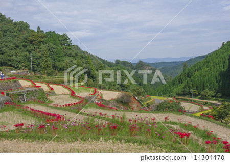 Melted rice terrace 14304470