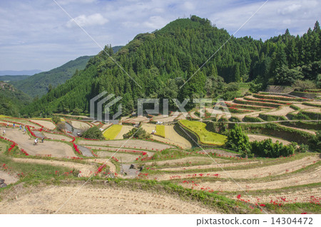 Melted rice terrace 14304472