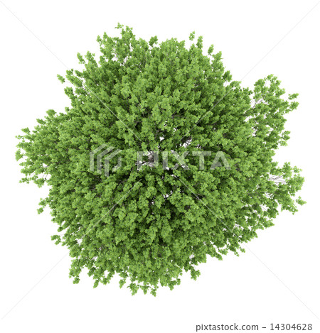 top view of london plane tree isolated on white background 14304628
