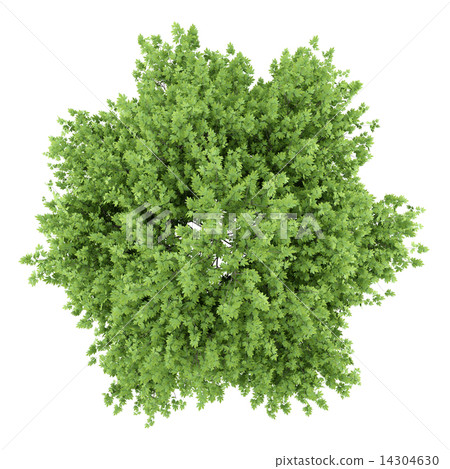 top view of london plane tree isolated on white background 14304630