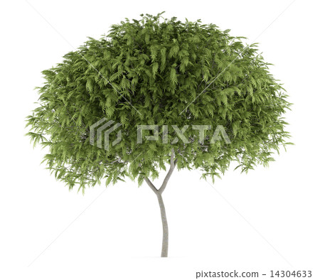 staghorn sumac tree isolated on white background 14304633