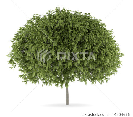 staghorn sumac tree isolated on white background 14304636