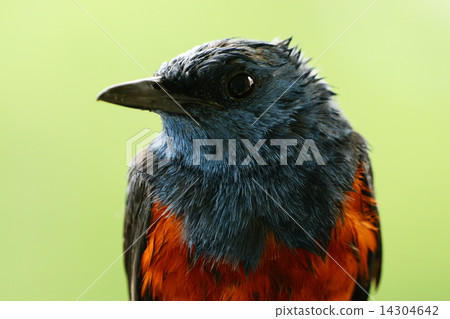 Isohidori (male) 14304642