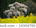 Spring full bloom  14304700
