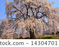 Spring full bloom  14304701