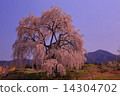Spring full bloom  14304702