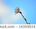 Cherry Blossoms	 14304814