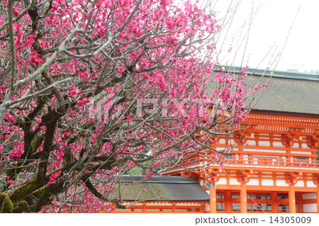 京都下川神社Korin的梅 14305009