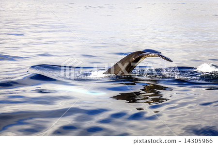 Humpback whale 14305966